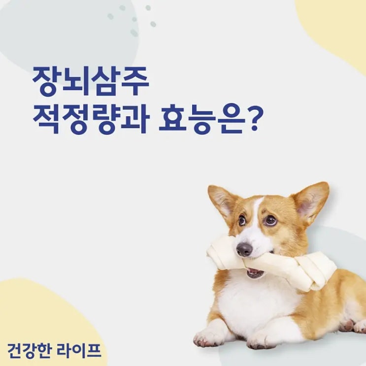  장뇌삼주, 적정량과 효능은?