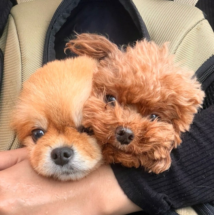  My cute little puppies 