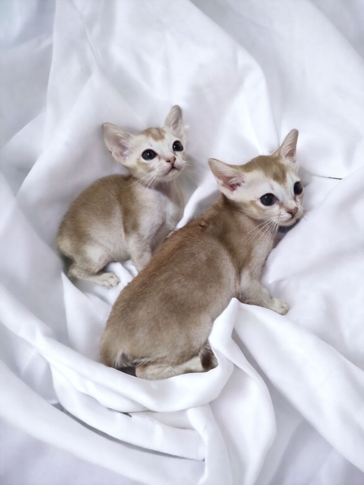  싱가푸라 고양이 아파트에서 키우기에 적합
