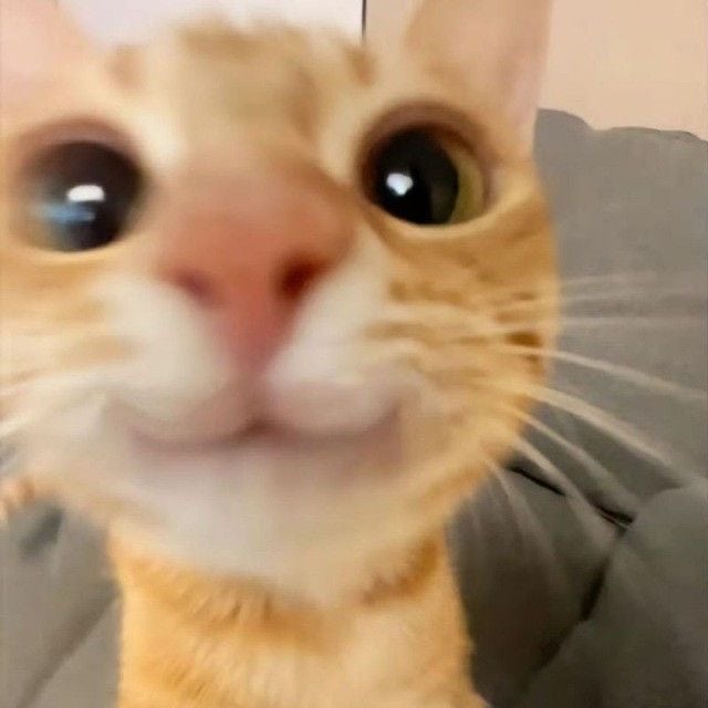 블로그에 쓰기 유용한 웃긴 짤 모음 : 네이버 블로그