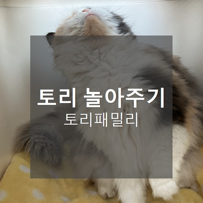 토리, 고양이놀아주기