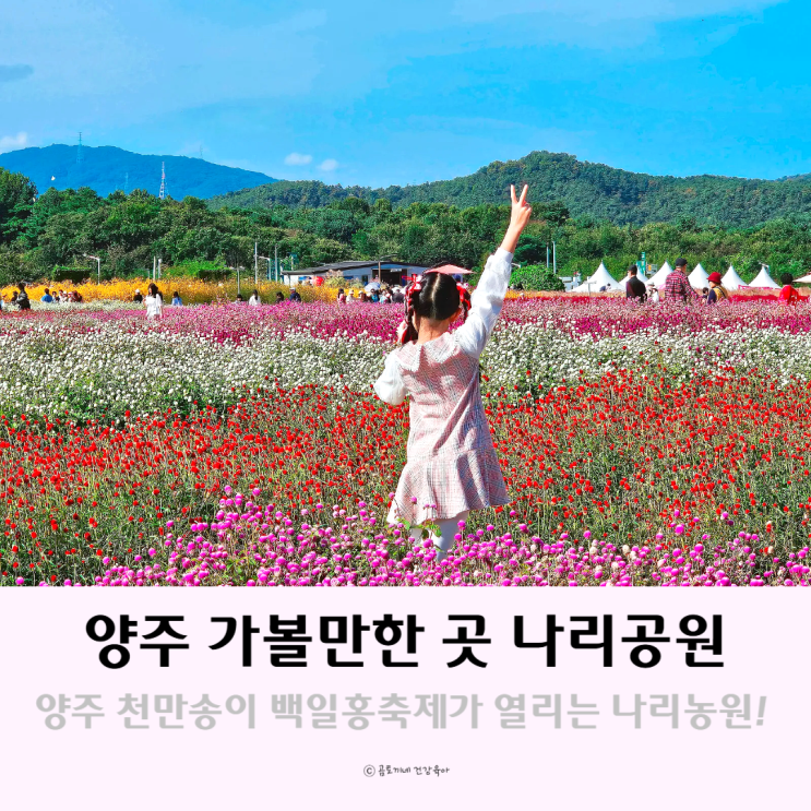 양주여행 가볼만한곳 나리공원 농원 양주천일홍축제에서 가을꽃구경 양주여행 가볼만한곳 나리공원 농원 양주천일홍축제에서 가을꽃구경