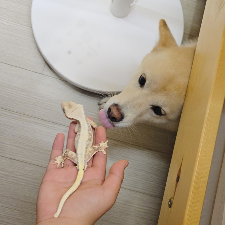  강아지 도마뱀 반응