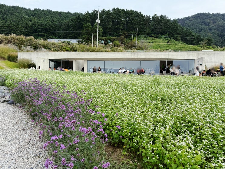  영광 백수해안도로 카페 보리 메밀꽃 피는 노을 맛집