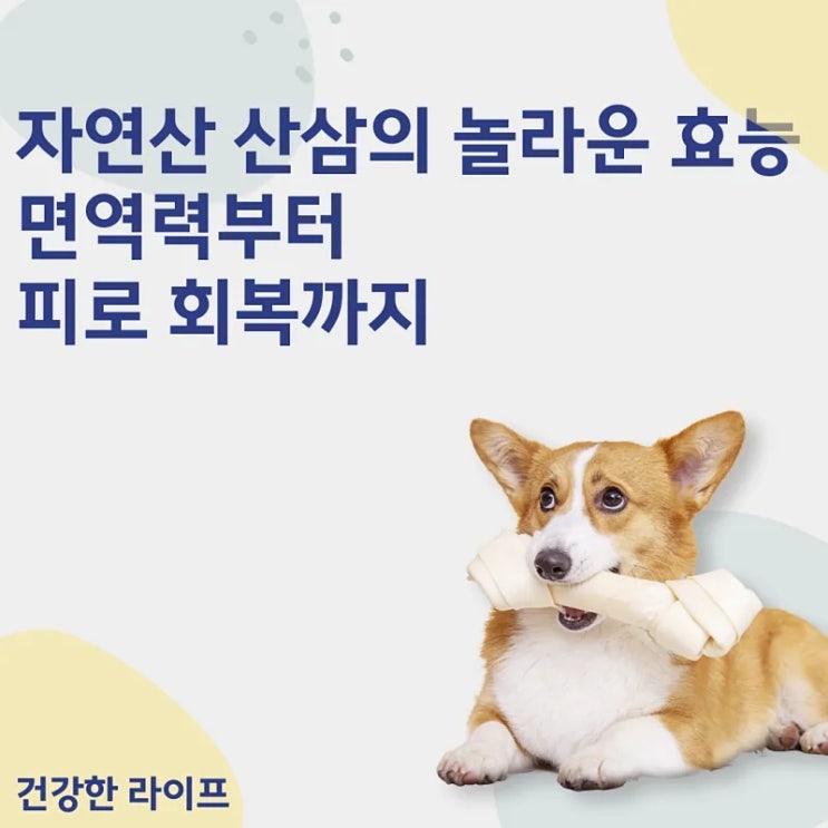  자연산 산삼의 놀라운 효능, 면역력부터 피로 회복까지