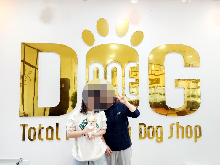  세종시 강아지분양 전문 애견샵 원독 사랑스러운 말티푸 분양 완료