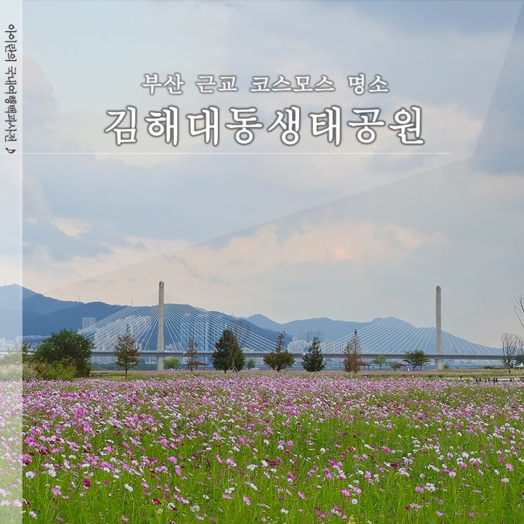  김해대동생태공원 코스모스 부산 근교 꽃구경 가볼만한 곳