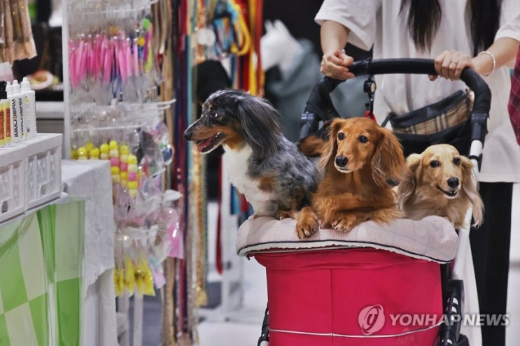 저출산·1인 가구 '껑충'…"외로운 나라 한국, 반려견에 꽂히다" 저출산·1인 가구 '껑충'…"외로운 나라 한국, 반려견에 꽂히다"