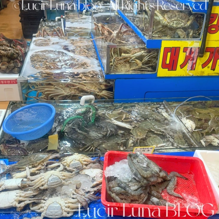 노량진수산시장 꽃게찜 맛집 추천 노량진 꽃게 대하 가리비 가격 및 식당 후기 노량진수산시장 꽃게찜 맛집 추천 노량진 꽃게 대하 가리비 가격 및 식당 후기
