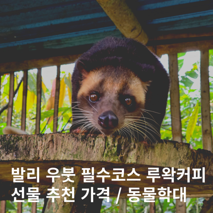  인도네시아 발리 루왁커피 추천 가격 선물 농장투어 후기