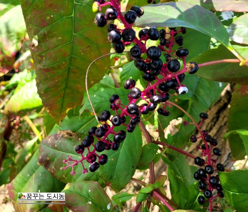 미국자리공 효능 이야기...
