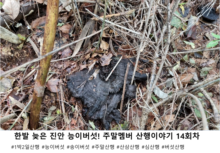  한 발 늦은 진안 능이버섯! 주말멤버 산행이야기 14회차