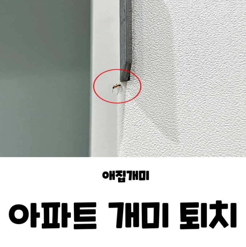 집 아파트 화장실 붉은개미 불개미 빨간개미 애집개미 퇴치 방법 다이소 실리콘
