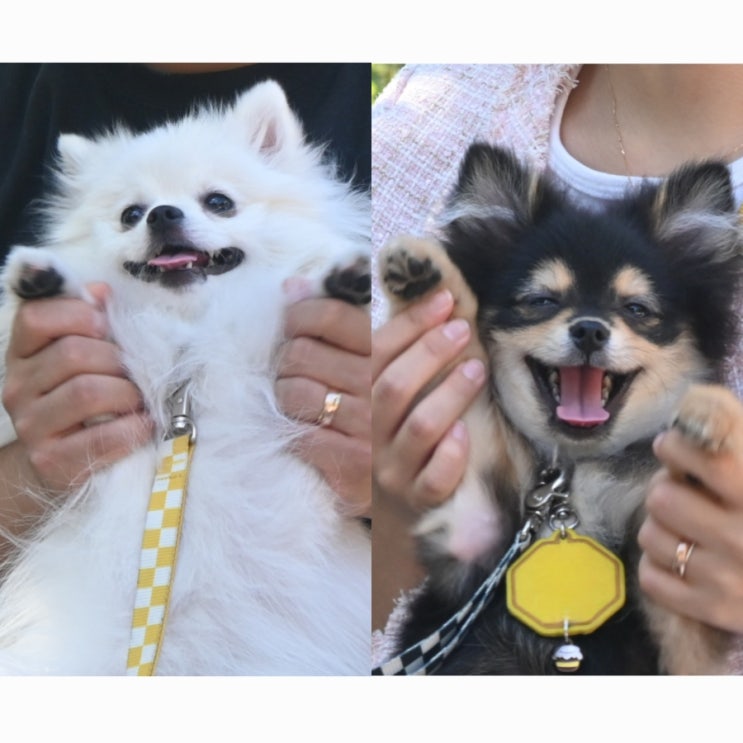  [양평] 1박2일 강아지 동반 여행 / 댕댕여권 / 반려동물 동반 관광 안내 지도
