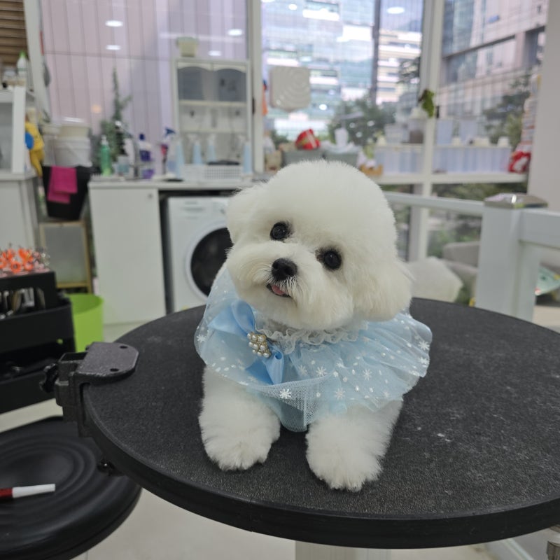 폴인럽 애견&고양이 미용 돌봄&호텔