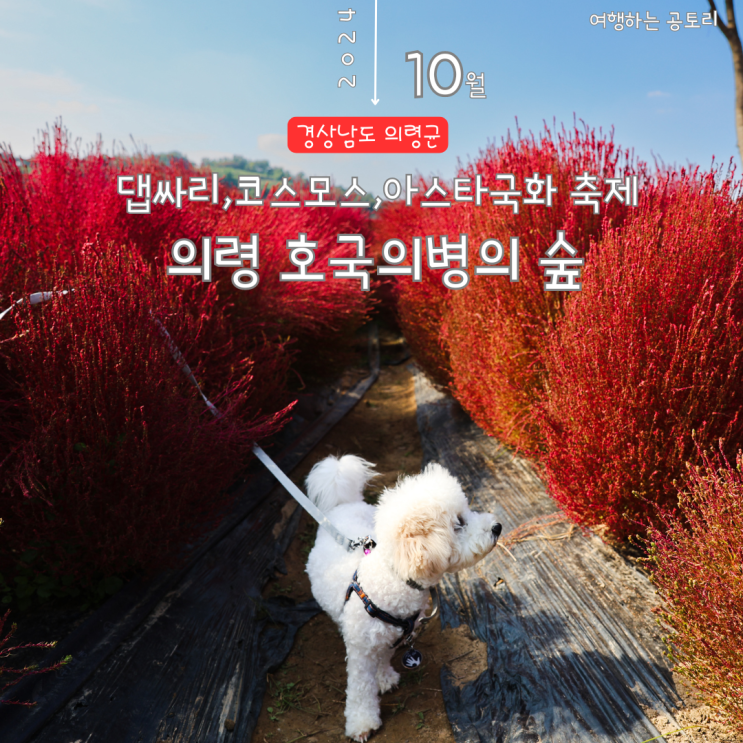  의령 댑싸리 의령호국의병의숲 친수공원 애견동반 여행 핑크뮬리 코스모스 축제