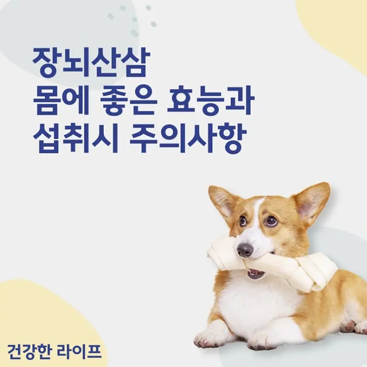  장뇌산삼, 몸에 좋은 효능과 섭취시 주의사항