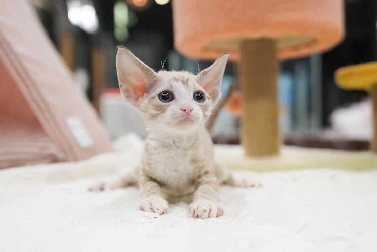  고양이 채터링 궁금한 모든 것