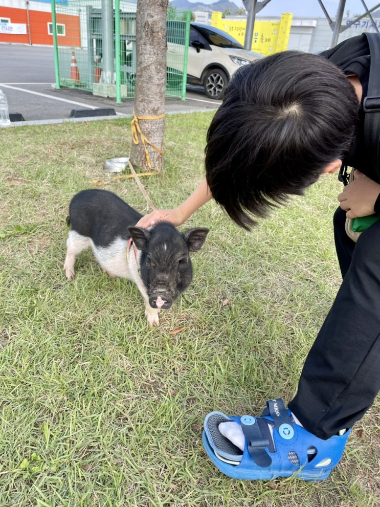 괴산 가볼만한곳 충북아쿠아리움 야외 미니피그 옥순이 어류양식체험관 / 슬쌍디아빠 이동섭