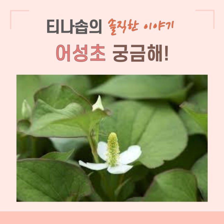 여드름 피부에 좋은 어성초 효능과 사용방법