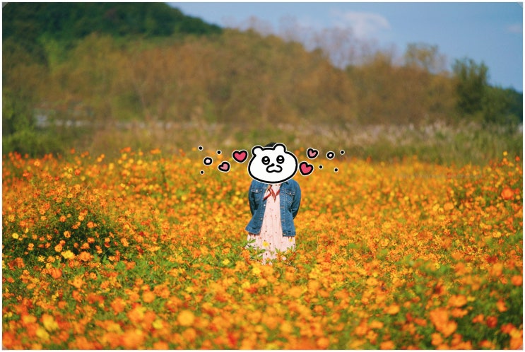  여주 당남리섬 핑크뮬리 코스모스_ 경기도 가을꽃구경 근처 맛집