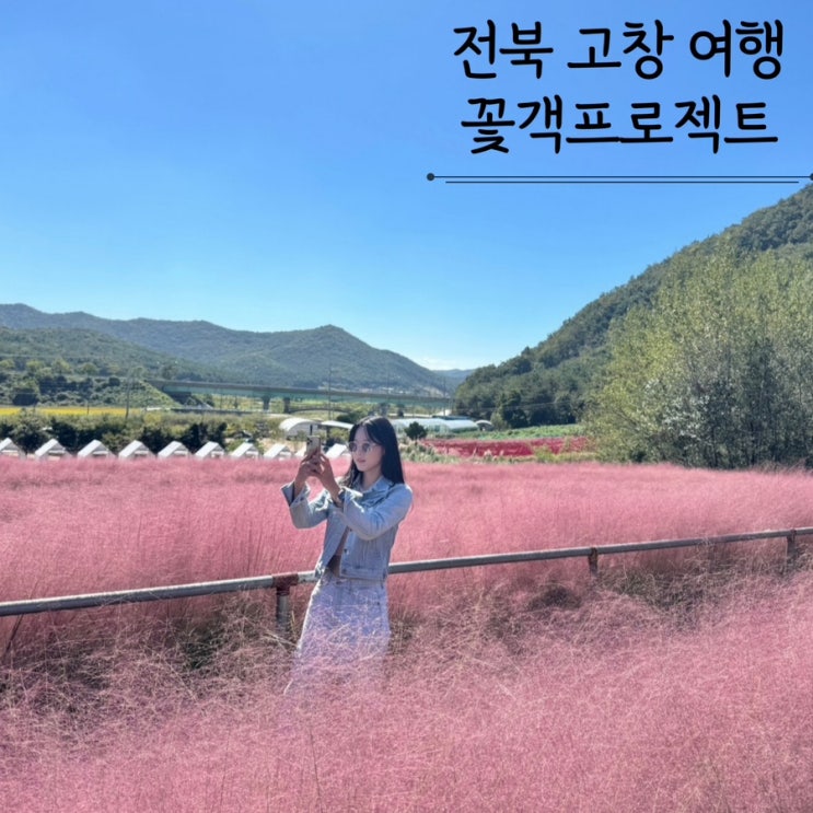 전북고창 가볼만한곳 핑크뮬리 축제 꽃객프로젝트 입장료 10월가을여행지추천 전북고창 가볼만한곳 핑크뮬리 축제 꽃객프로젝트 입장료 10월가을여행지추천