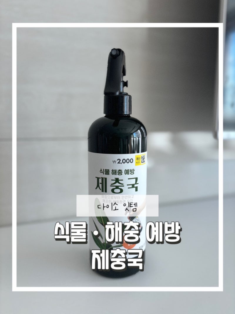 다이소 식물 꿀템 ) 식물 • 해충 예방제충국! 벌레 파멸