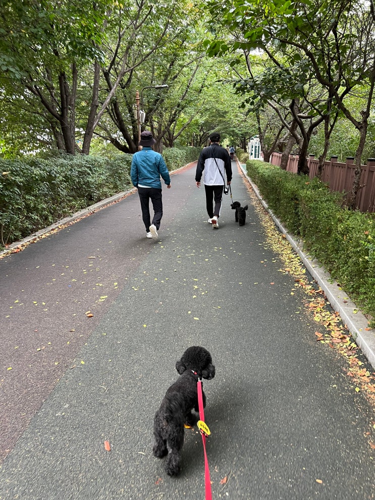  우리 동네 산책로 자랑하기 ft. 장안동 강아지 산책길