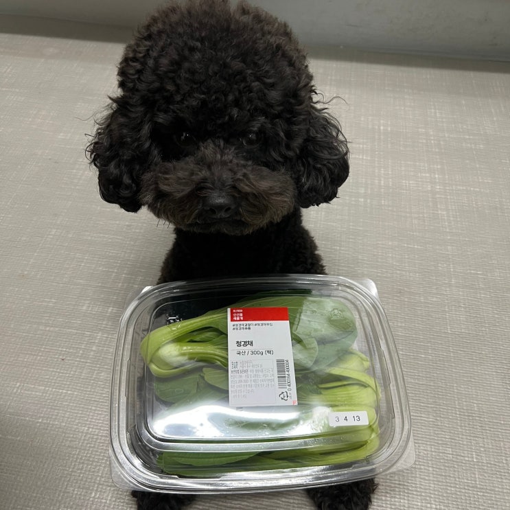  강아지 청경채 먹어도 될까? 효능과 주의할 점