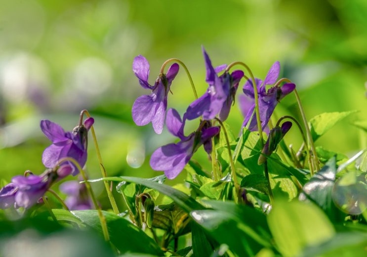  제비꽃 꽃말 알아보기