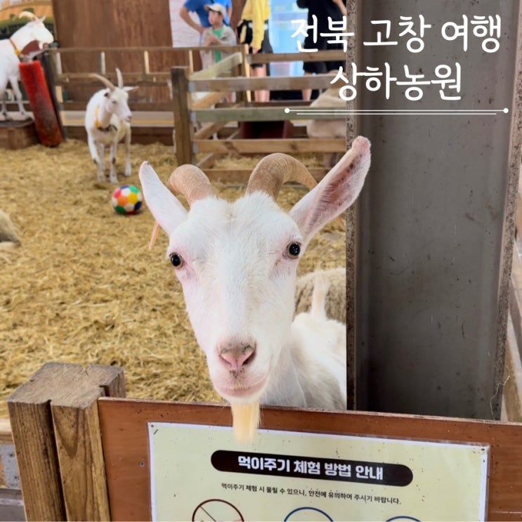 고창 상하농원 아이와함께 가볼만한곳 입장료 동물농장 먹이주기 체험학습 고창 상하농원 아이와함께 가볼만한곳 입장료 동물농장 먹이주기 체험학습