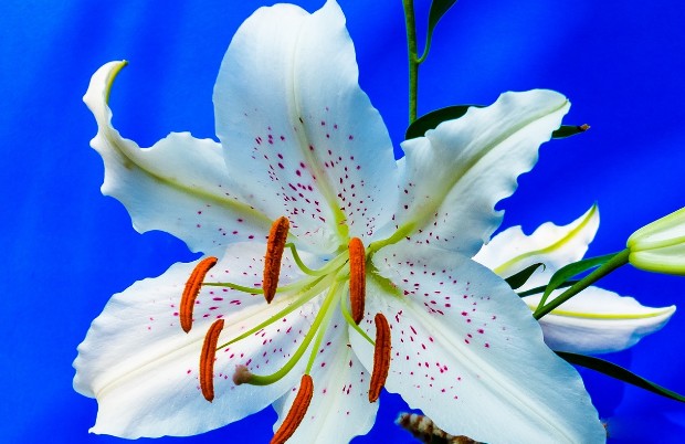  카사블랑카 꽃말 알아볼게요
