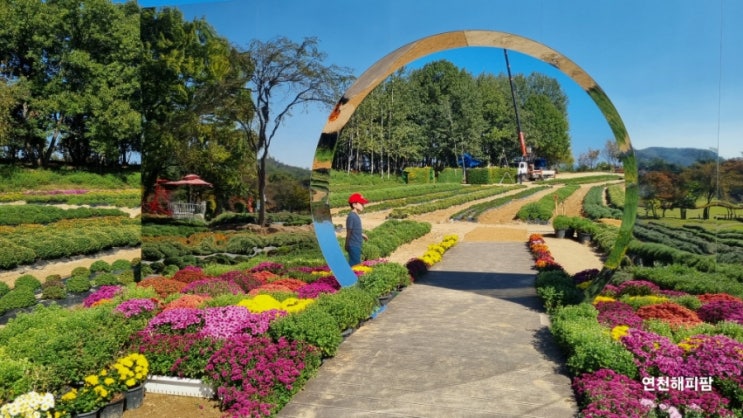  2024 연천국화축제 연천전곡리유적지 천만송이국화