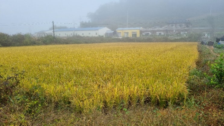  10월 둘째주 텃밭 배추 무와 누룽지쌀