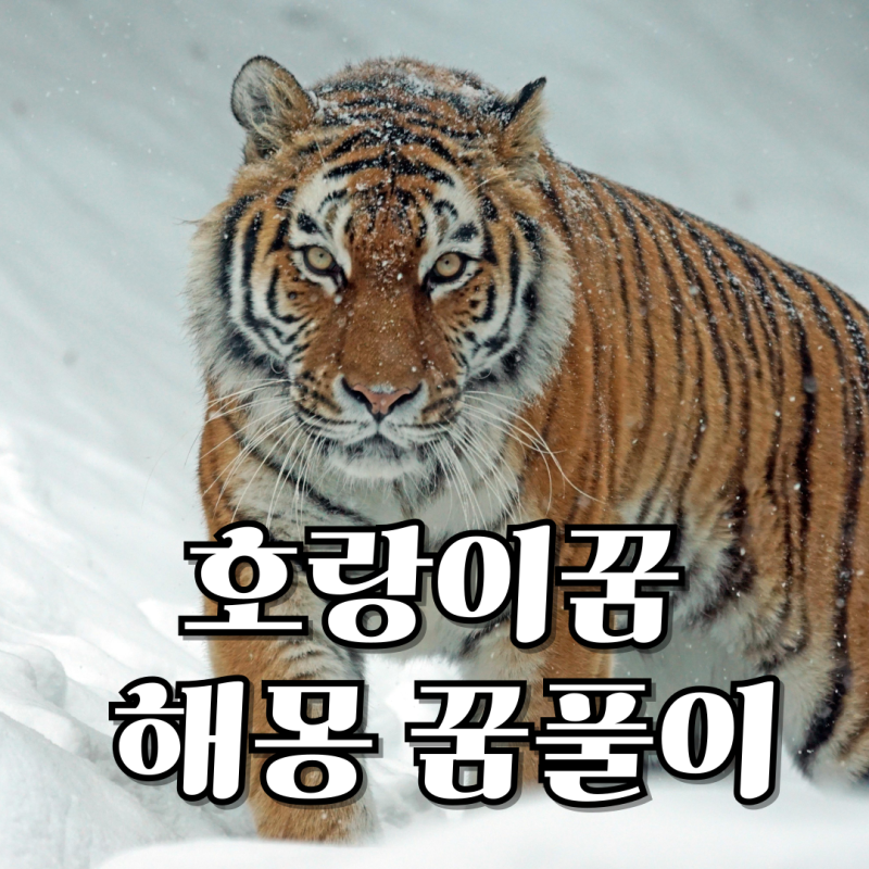 호랑이꿈 해몽 (호랑이 나오는 꿈, 백호 꿈, 호랑이가 집 안으로 들어오는 꿈, 호랑이가 달려....