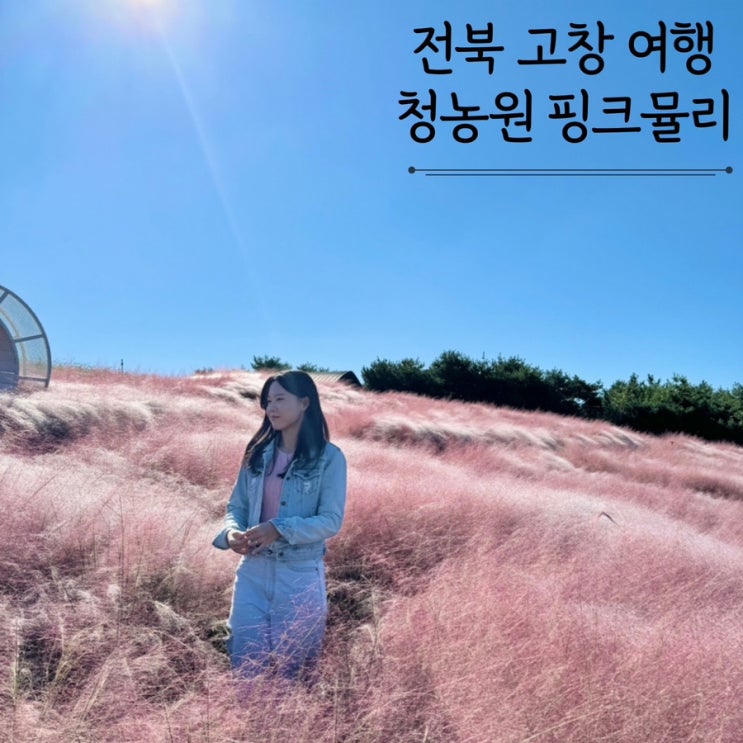 전북고창 가볼만한곳 청농원 핑크뮬리정원 10월 가을여행지추천 전북고창 가볼만한곳 청농원 핑크뮬리정원 10월 가을여행지추천