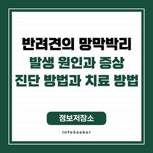  반려견의 망막박리의 발생 원인과 영향, 진단 방법과 관리 방법