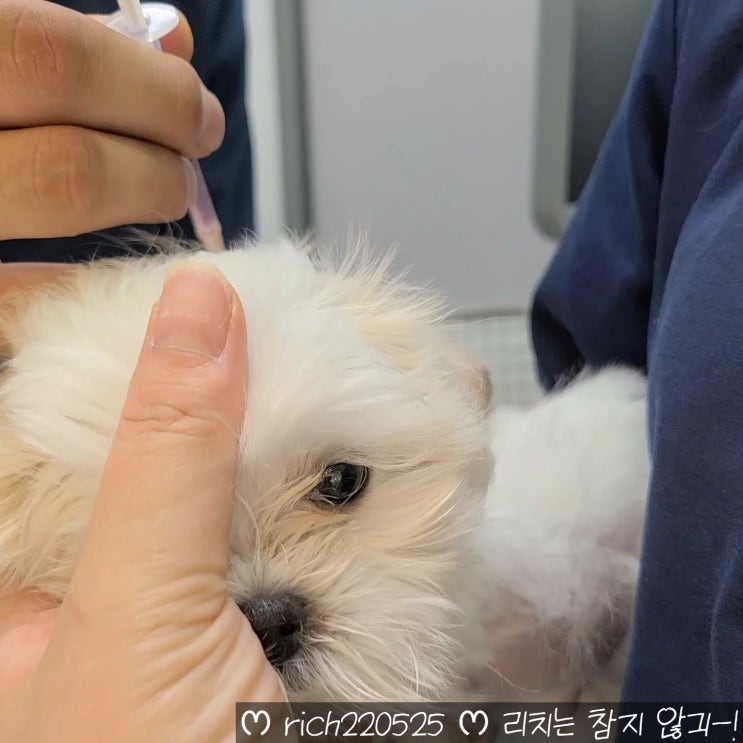  강아지 광견병 예방접종 국가지원 비용 주기 부작용