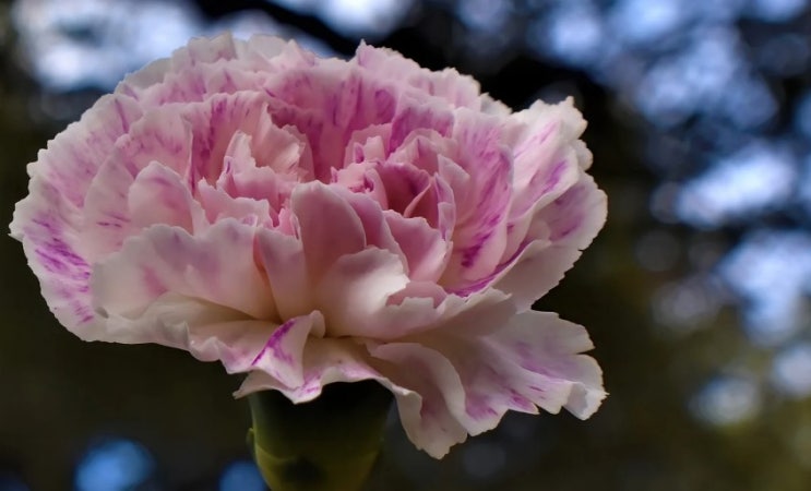  카네이션 꽃말 살펴보기