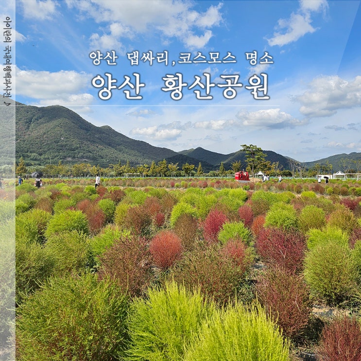  양산 황산공원 댑싸리 코스모스 10월 꽃구경