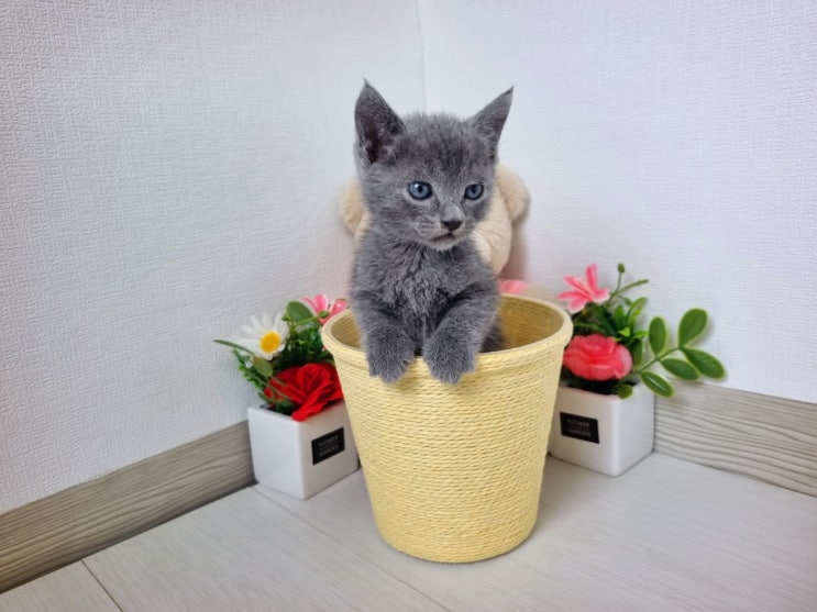  고양이 비만증, 예방 원인 확인방법