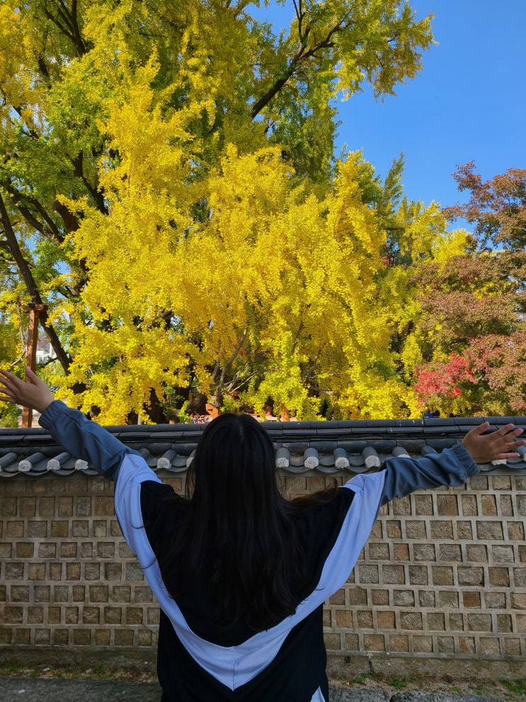  서울 단풍 명소 성균관대학교 명륜당 은행나무 11월 가을 데이트
