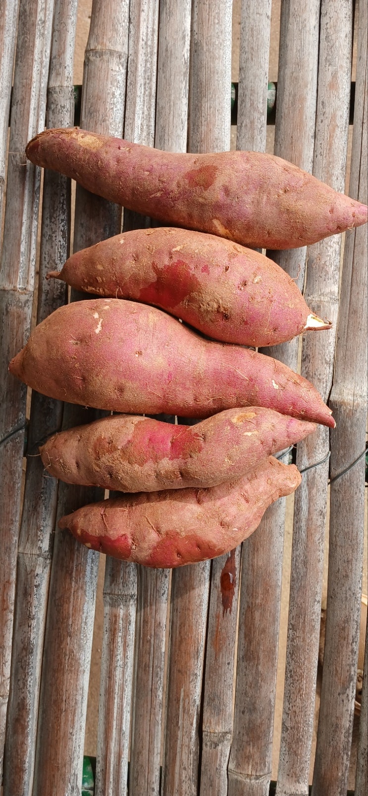 영광 현주네팜 수확한 황토 꿀 고구마 판매하고 있어요!!!