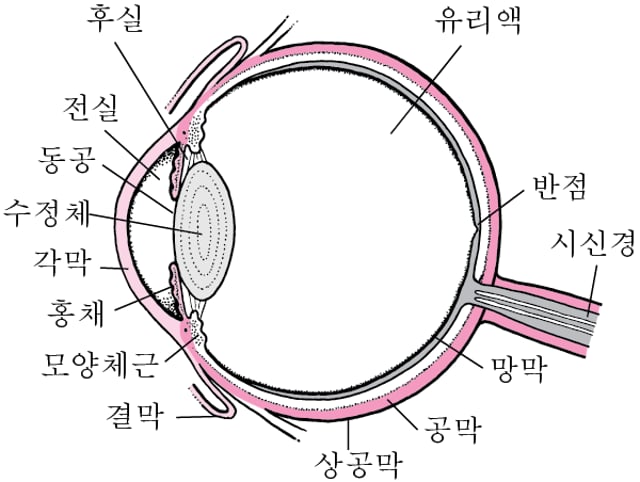  눈 섬광 및 부유물