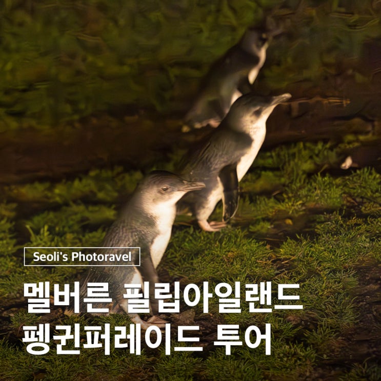  호주 멜버른 여행 필립아일랜드 투어 펭귄퍼레이드 관람 팁