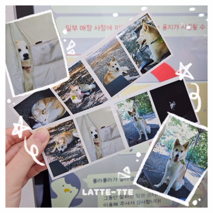  다이소 폴라폴라 위치, 반려동물 스티커 퀄리티 대만족!