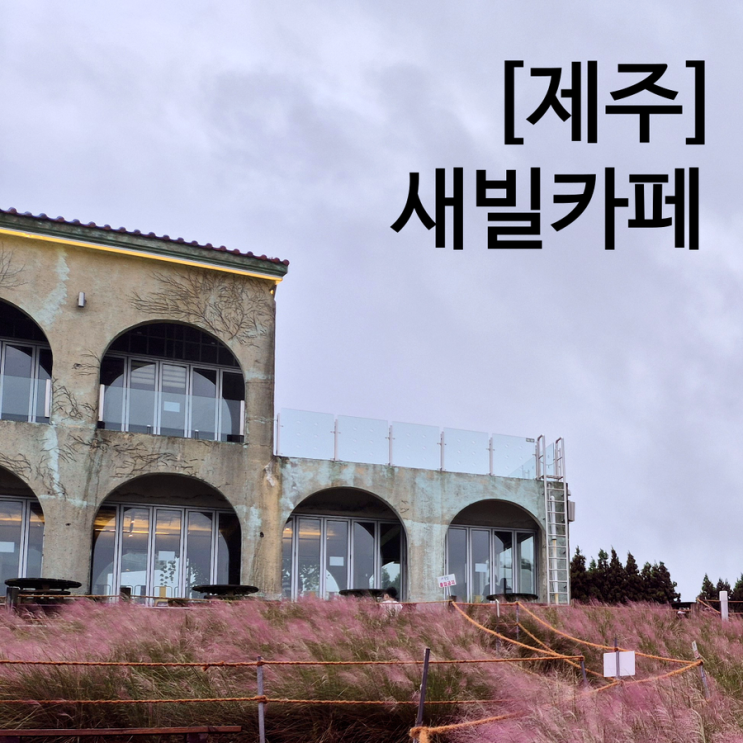 제주 애월 대형카페 새빌카페 비오는날 아이랑 핑크뮬리 후기