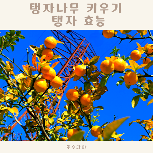 탱자나무 키우기 탱자효능 알아보기