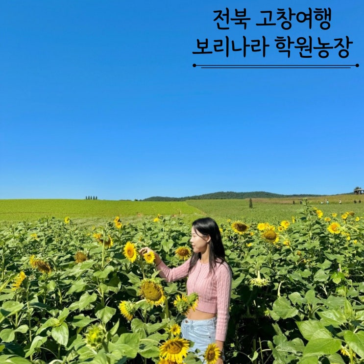 고창 가볼만한곳 보리나라 학원농장 해바라기 메밀꽃잔치 10월가을여행지추천 고창 가볼만한곳 보리나라 학원농장 해바라기 메밀꽃잔치 10월가을여행지추천
