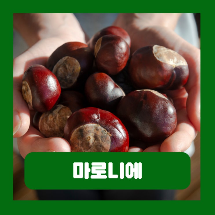  밤 같은 열매 마로니에 부작용 생으로 먹으면 안 되는 이유